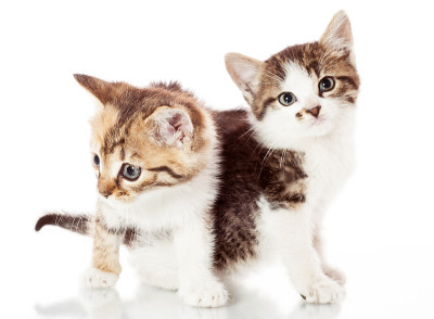 小猫