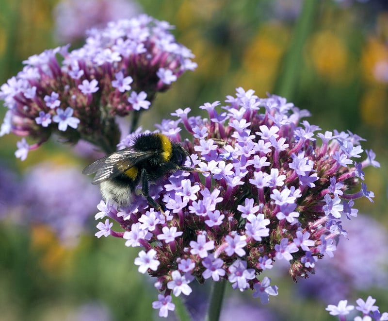 大黄蜂;Bombus;terrestris