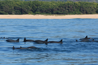 Pod of Dolphins