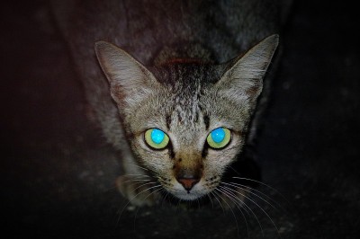 蓝眼睛的猫
