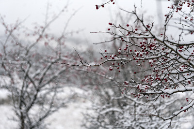 初冬雪鲜，山地景观伴降雪
