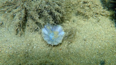 爱琴海海底的地中海帽贝或有放射状地中海帽贝(盔贝)