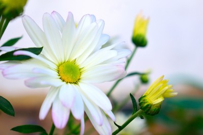 玛格丽特花