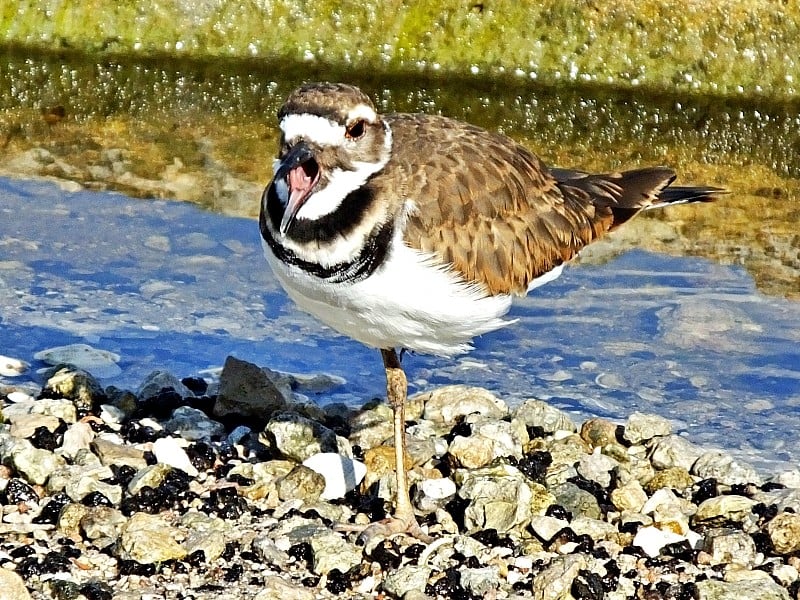 Killdeer (Charadrius大叫)站在石头上打哈欠