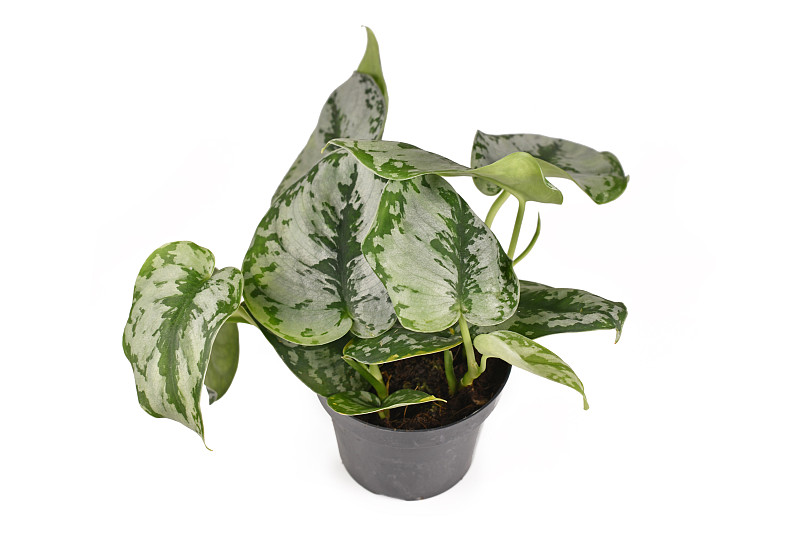 ‘Scindapsus Pictus Exotica’或‘Satin Pothos’室内植物，有巨大