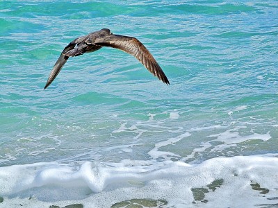 海尔曼氏海鸥(Larus heermanni) -在佛罗里达很罕见，ABA代码5是这个大陆上最难发现