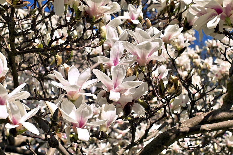 白玉兰(Magnolia)，木兰科，春天发芽开花