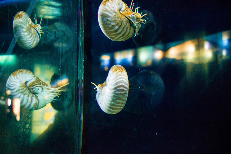 水族馆里的海螺