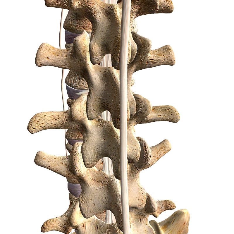 白色背景上的棘上韧带，脊柱，腰椎和骶骨