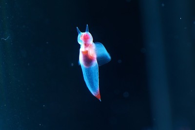 冰川学名clione