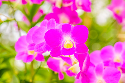兰花的花