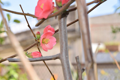 木瓜