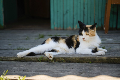村子里的猫在街上被发现，在门廊上晒太阳