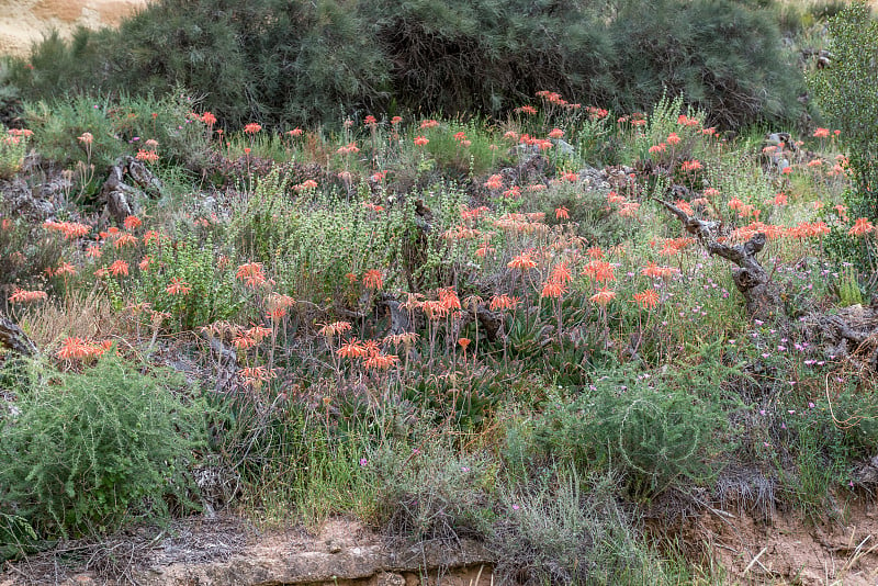 盛开的芦荟在峡谷Barrancos de Gebas.Totana。西班牙。