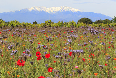 Canigou enneig ?田野里的花呢?三个人