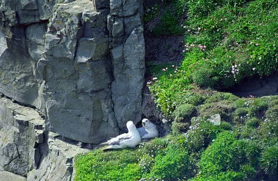 管鼻藿北部,设得兰群岛