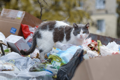 流浪猫在垃圾桶里寻找食物
