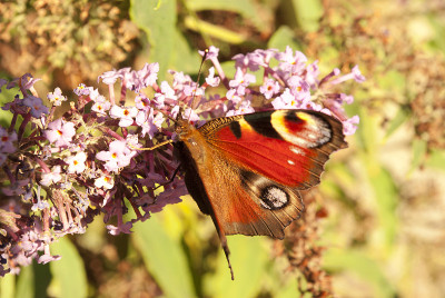 buttefly