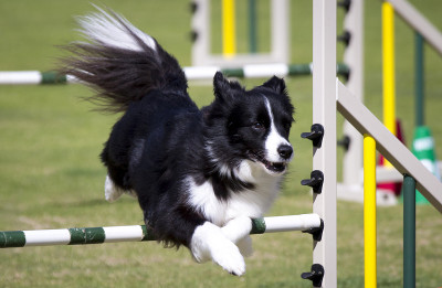 边境牧羊犬做敏捷