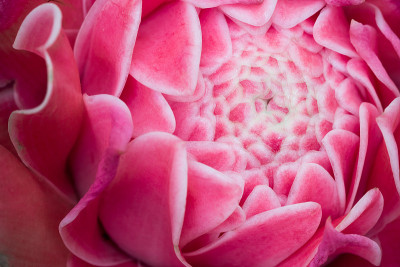 特写粉红火炬姜花