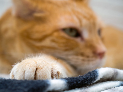 一只家猫的肖像