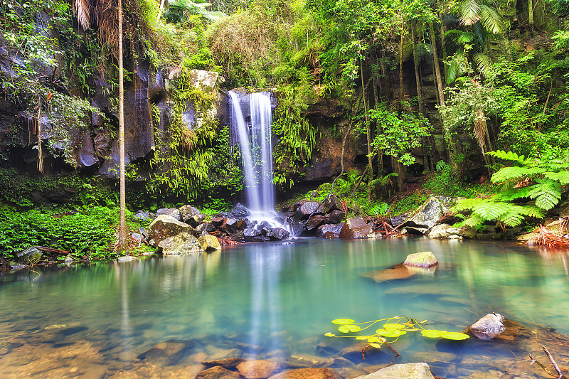 铃鼓百合WF QLD