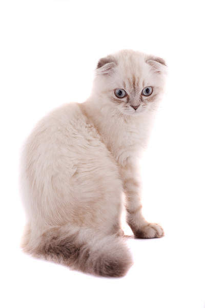 小猫