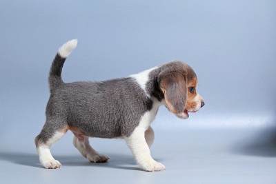 1个月纯种比格犬在灰色屏幕上