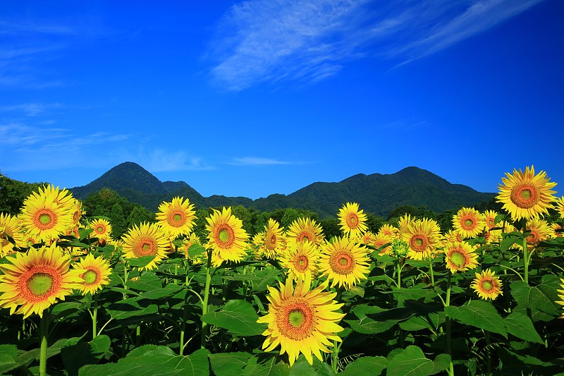 高山和向日葵田