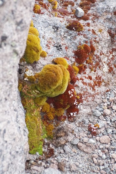 卡扬贝火山上的苔藓