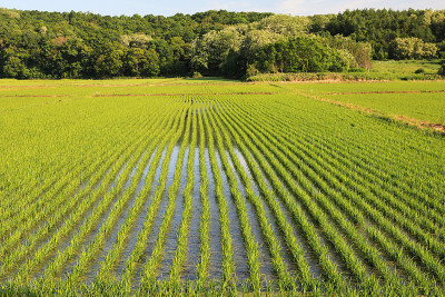 日本北海道的风景
