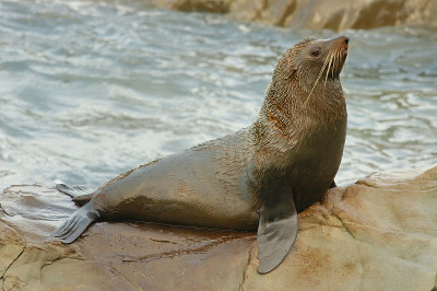 雄性新西兰海狗(Arctocephalus forsteri)