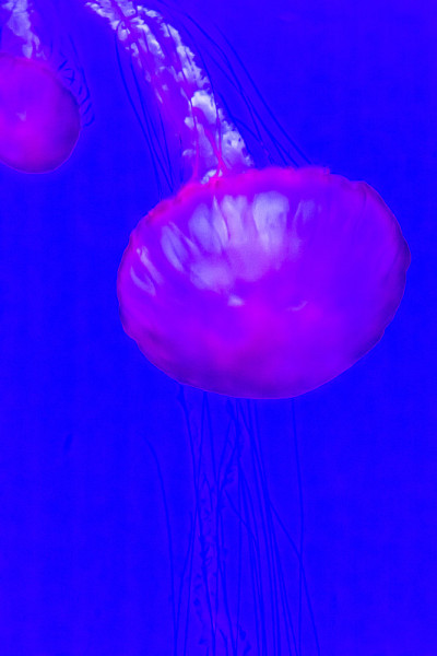 水母，太平洋海荨麻Chrysaora fuscescens。