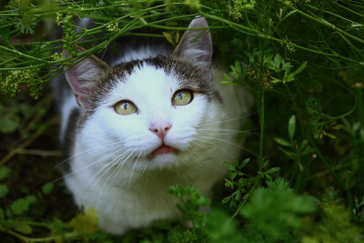 家猫猎人在夏天的花园里猎鸟