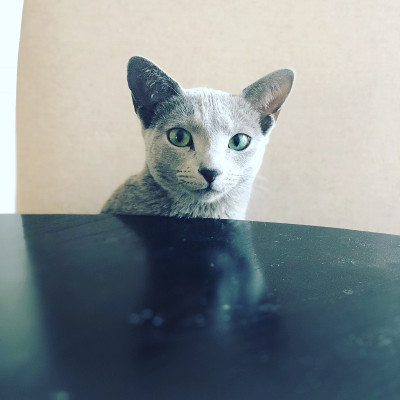 淡蓝色的猫