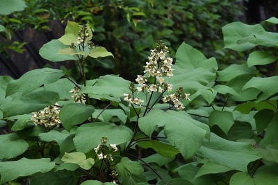 黄色的catalpa (catalpa ovata)花