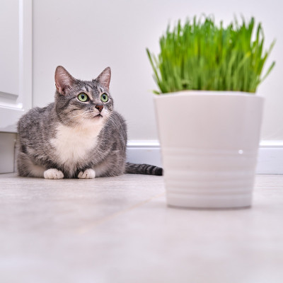 宠物猫看着家里的锅里的绿色燕麦