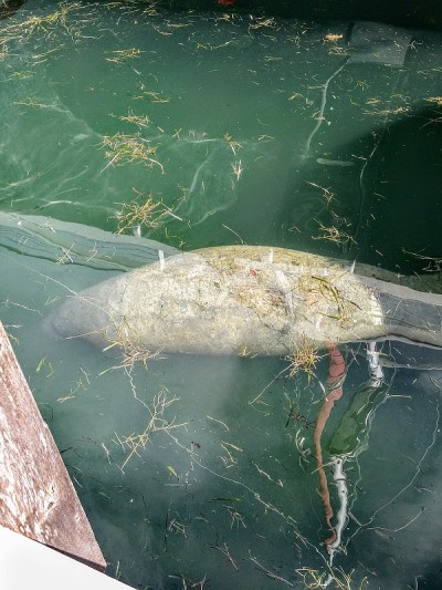 在海湾的码头游泳