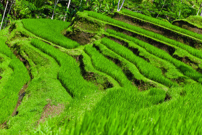 巴厘岛的梯田