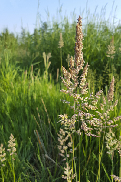 芦雀草