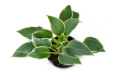 玉簪属植物，黑色塑料花盆，叶片绿色，边缘白色，孤立在白色背景上