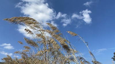 芦苇在冬天