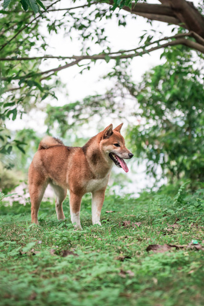 可爱的小柴犬