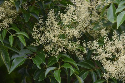 格里菲斯的白蜡树(Fraxinus griffithii)花。