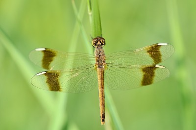 Sympetrum pedemontanum(女)