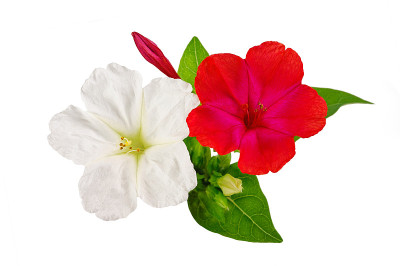 Mirabilis jalapa