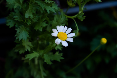 雏菊， 玛格丽特