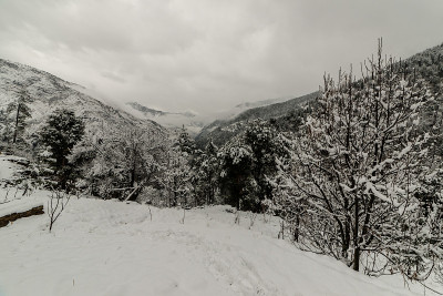 冬天，喜马拉雅山上的树被雪覆盖