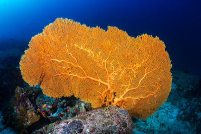 Colorful Gorgonian Seafans on a tropical coral ree