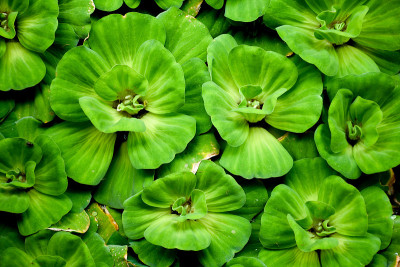 美丽的水生菜，水生植物。